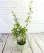 Blue Plumbago on trellis