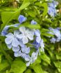 close up of blue plumbago