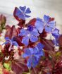 Close up of hardy plumbago when the foliage changes colour