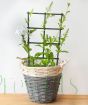 White plumbago on trellis