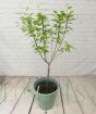 Patio Plum Tree