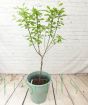 Plum Tree 2025