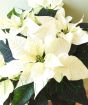 White poinsettia