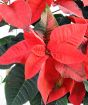 Festive poinsettia