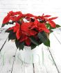 Extra Large poinsettia in giant white pail