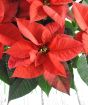 Closeup of poinsettia