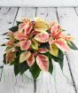 Pink Poinsettia