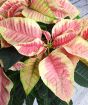 Pink Poinsettia Close Up