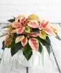 Pink Poinsettia