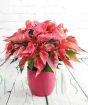 Pink Poinsettia