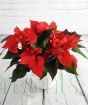 Red poinsettia in white ceramic pot