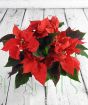 Red Poinsettia in full bloom