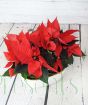 Poinsettia planter from above