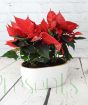 Poinsettia planter in cream ceramic with gold trim