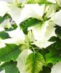 Close up of white poinsettia 