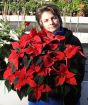 Extra Large Poinsettia November 2024