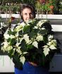 Extra large White Poinsettia November 2024