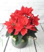 Large Poinsettia 2024