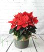 Large Red Poinsettia