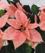 Pink Poinsettia