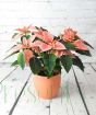 Pink Poinsettia