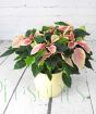 Pink Poinsettia