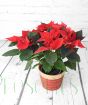 Red Poinsettia