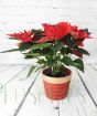 Red Poinsettia           