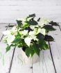 White Poinsettia