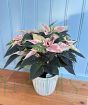 Pink Poinsettia