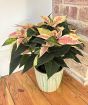Pink Poinsettia