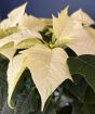 White Poinsettia