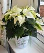 White Poinsettia
