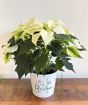 White Poinsettia