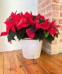 Extra Large Poinsettia         