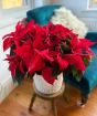 Extra Large Poinsettia         