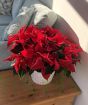 Extra Large Poinsettia         