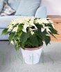 Extra Large White Poinsettia