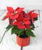 Mini Poinsettia