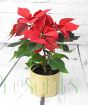 Mini Poinsettia