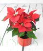 Red poinsettia miniature