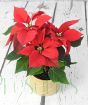 Poinsettia mini