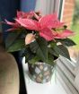 Pink Poinsettia