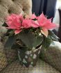 Pink Poinsettia
