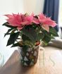 Pink Poinsettia