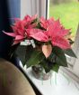 Pink Poinsettia