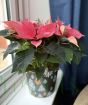 Pink Poinsettia