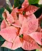 Pink Poinsettia Champagne