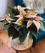 Pink marbled poinsettia