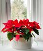 Poinsettia Planter